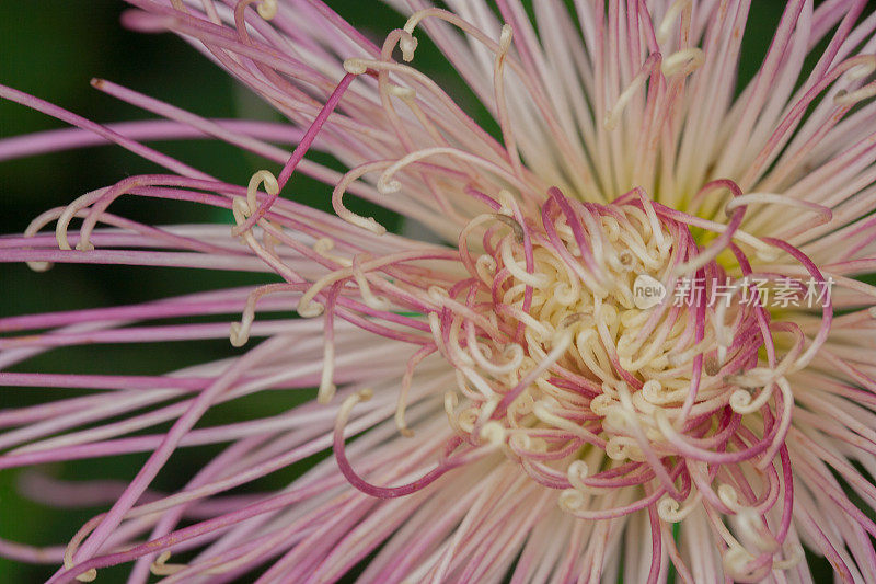 近距离观看一朵多彩的菊花/菊花